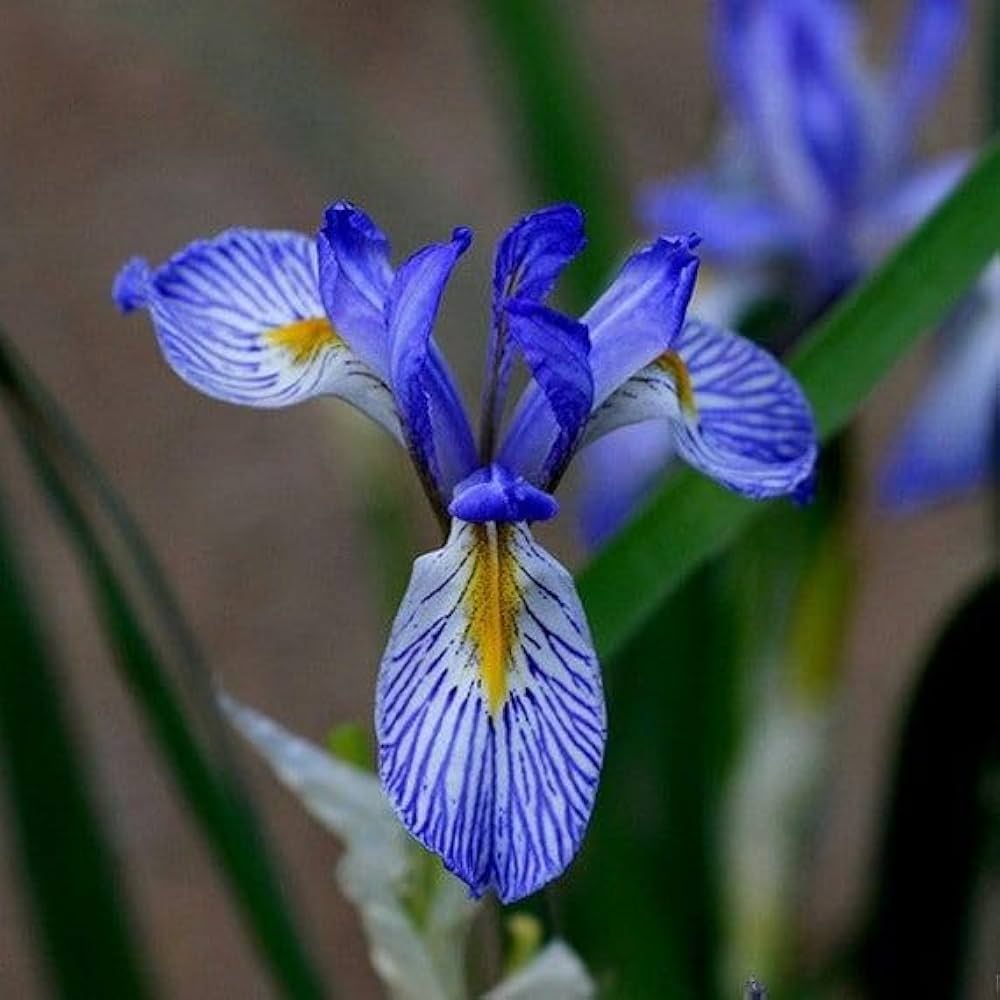 Iris flowers grown from seeds with elegant blooms in a mix of 9 vibrant colors